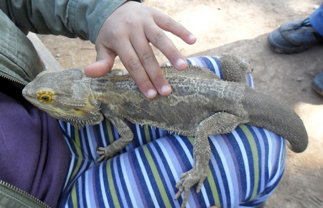  Exotic animals 